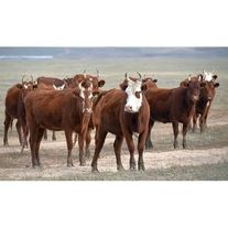 Корова Калмыцкая