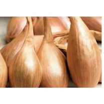 Лук-севок "Бамбергер"