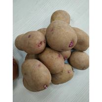 Картошка "Аврора"