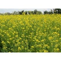 Сурепица озимая