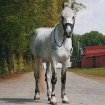Жеребец Орловской рысистой породы
