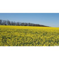 Рапс озимый