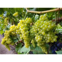 Виноград "Агадаи"