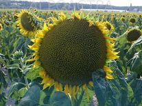 Подсолнечник Ароматик + Пончо ЭКСПРЕСС