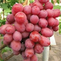 2-х летний саженец винограда "В.В.П."