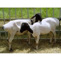 Овцы калмыцкой породы