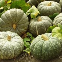 Зимняя тыква