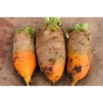 Свекла кормовая