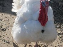 Индюки 3-4 месяца