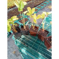 Земляника садовая "Эльсанта"