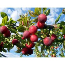 Слива "Аленушка"