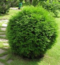 Туя западная Глобоза (ком) 40-60 см