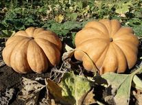 Тыква Ромашечка