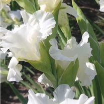 Луковицы гладиолуса "Белоснежка" (белый) 3-4 см
