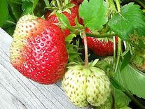 Земляника "Золотинка"