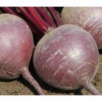 Свекла сорт "Мулатка"