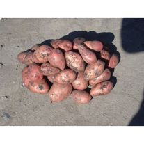 Картошка "Розара"