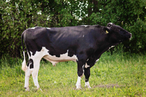 Семя быка Рентрекс 2046