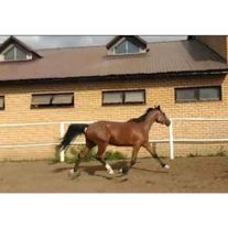 Лошади орловской рысистой породы "Доплата"