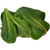 Салат Романо листовой