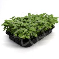 Базилик зелёный (микрозелень)