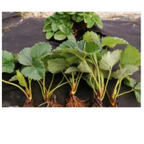 Рассада клубники сорта "Джоли"