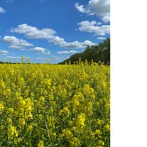 Семена рапса