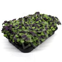 Микрозелень Базилик Арарат