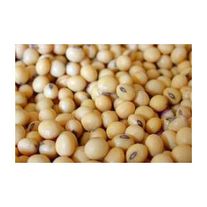 Соя Сибирячка ПР-3