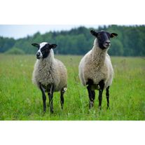 МРС Овцы Тувинской породы