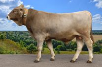 Семя быка Ручей 183