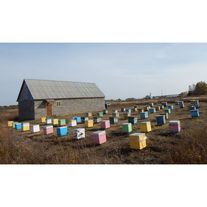 Пчелопакеты