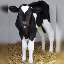 Телята породы чёрно-пёстрая