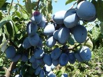 Слива сорта "Гросса ди Филисио"