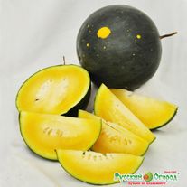 Семена Арбуз F1 Луна и Звёзды 7 штук семян Русский Огород