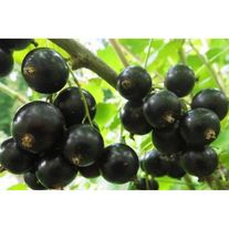 Чёрная смородина Маленький Принц (ОКС)