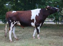 Семя быка БОЙ NL 890157754