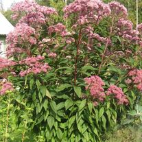 Посконник Фантом (высота 70-80 см)