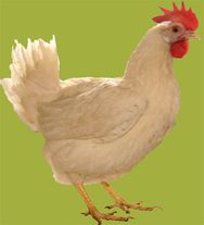 Инкубационное яйцо "Русская"