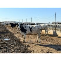 Нетели голштино-фризской породы