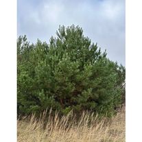 Сосна норвежская сизая