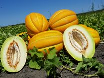 Сорт дыни "Наша Надежда"