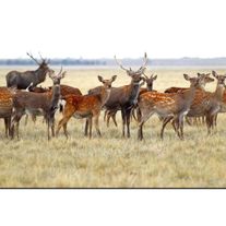 Олени от 1 до 2 лет