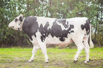 Семя быка Элшам 395