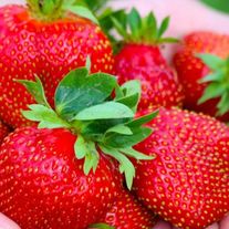 Клубника сорта "Джоли"