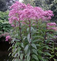 Посконник гибридный Atropurpureum С3 (3 литра)