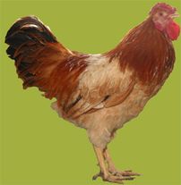 Петух "Полтавская глинистая"