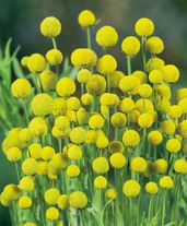 Семена Цефалофора (земляничная трава) 10 штук семян Сады России