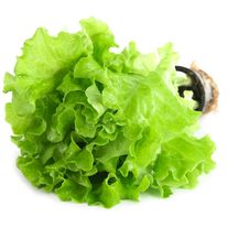 Листья салата