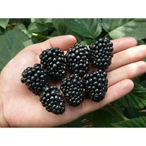 Саженцы ежевики "Торнфри"